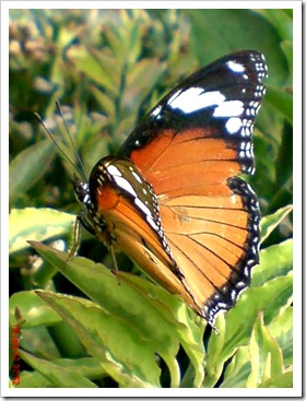 Kupu-kupu Danaid Eggfly atau Mimic (Hypolimnas misippus)