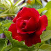 DSCF8309_1.JPG