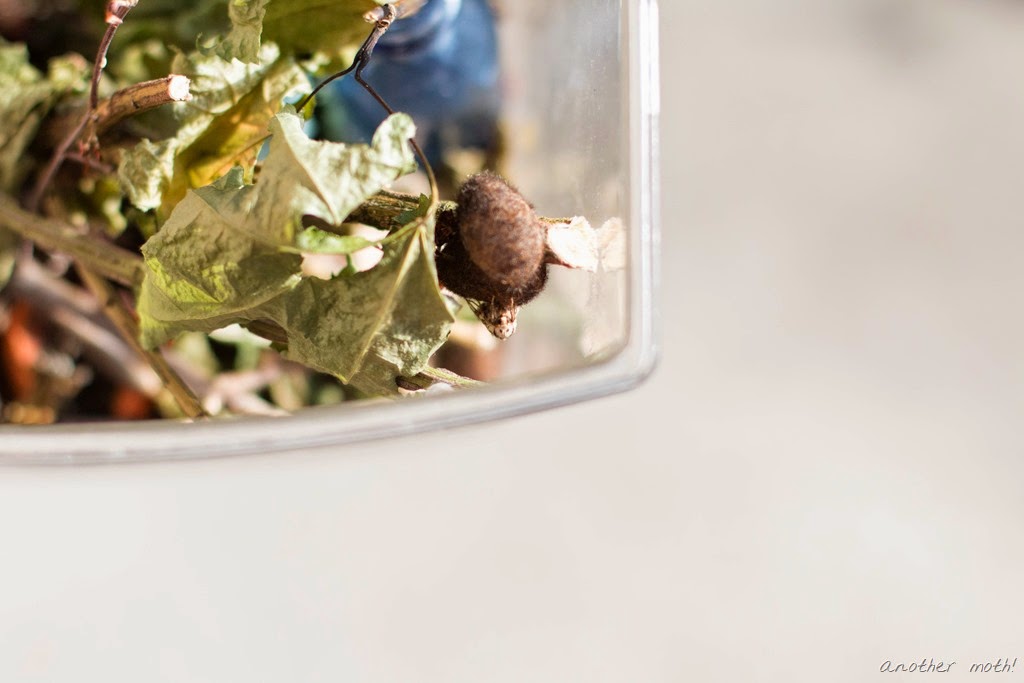 [IMG_8967%255B10%255D.jpg]