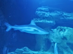2015.01.25-069 requin