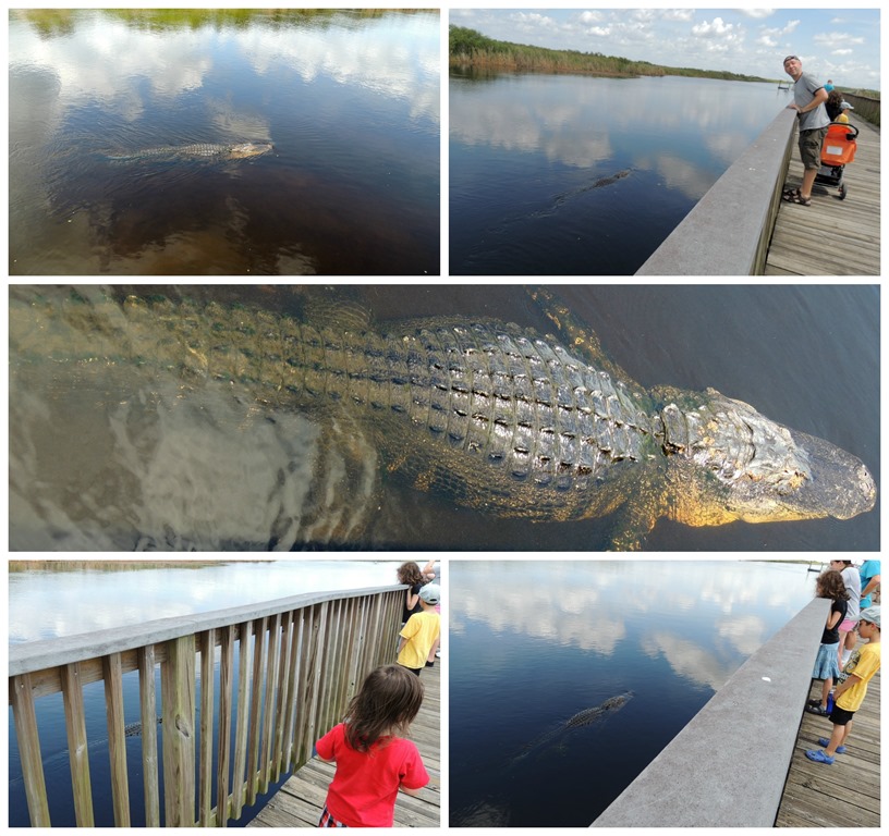 [alligator3%255B3%255D.jpg]