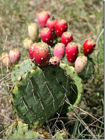 220px-Prickly_Pear_Closeup