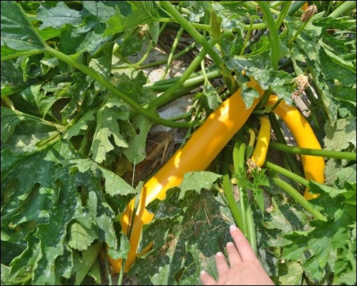yellow squash yellow squash
