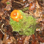 Winterliches Farbenspiel (by MayBe-MD) 100425.jpg