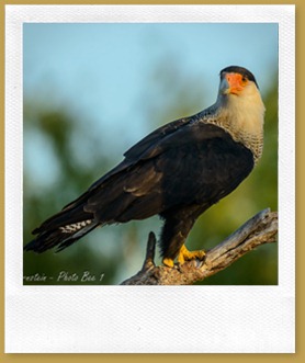 Crested Caracara (Caracara cheriway) 