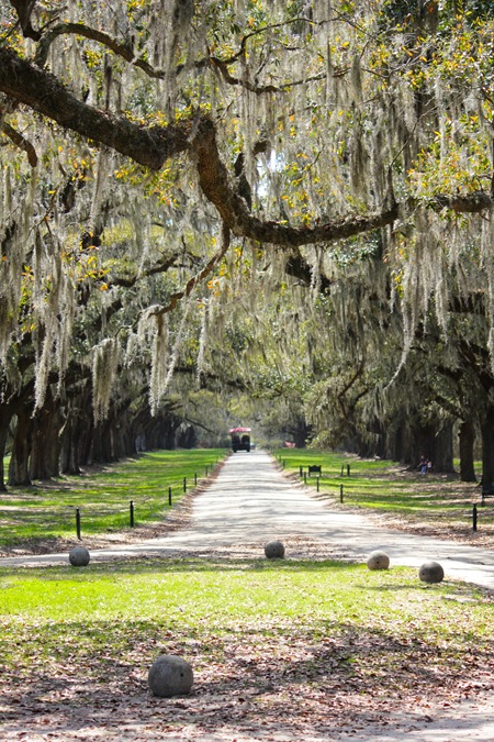 BooneHallDriveway (1 of 1)
