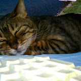IMAG0018.jpg