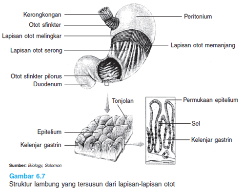 Struktur Lambung Struktur Lambung