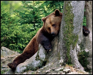 urso dormindo