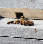 It must be warmer than 55-degrees and I see bees, so I'm not hanging around those hives anymore!