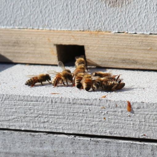 It must be warmer than 55-degrees and I see bees, so I'm not hanging around those hives anymore!
