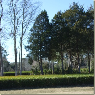 DSCF8599