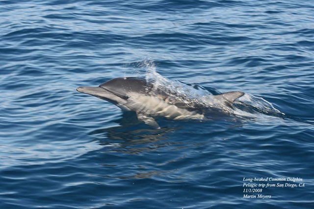 Long-beaked Common Dolphin, Los Angeles County, California, 2 November 2008. Martin Meyers