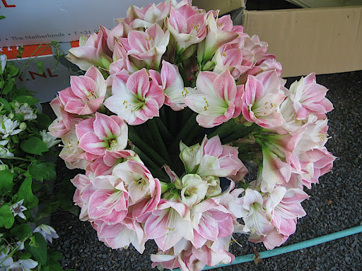 I liked how this almost looked like a wreath, even though the flowers were just sitting in a bucket.