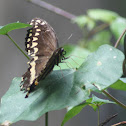 Palamedes Swallowtail