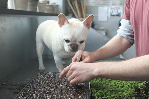 It's quite labor-intensive but not all seeds sprout and if he planted one seed per plug, he'd have some that would be empty. It's quite labor-intensive but not all seeds sprout and if he planted one seed per plug, he'd have some that would be empty.