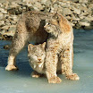 lynx (14).jpg