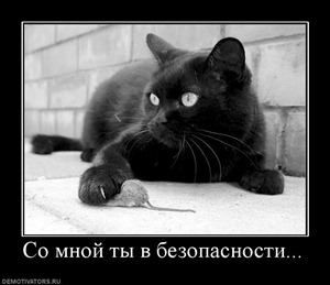 Чёрный кот