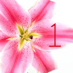 Tigerlily - JPGS 8 Table Number/Name