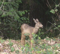 smalldeerVC copy