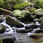 Waiseli Rainforest Preserve - Savusavu, Fiji