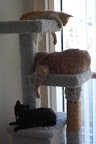 Cat tower