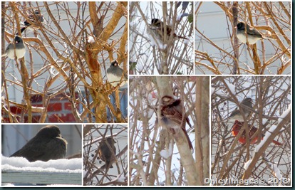 snow birds in tree2