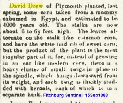 Drew David plants ancient corn 1888