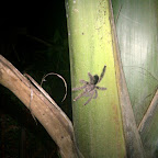 A hand-sized tarantula on a palm tree, just outside the dining hall. It's waiting to eat you. A hand-sized tarantula on a palm tree, just outside the dining hall. It's waiting to eat you.