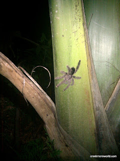 A hand-sized tarantula on a palm tree, just outside the dining hall. It's waiting to eat you. A hand-sized tarantula on a palm tree, just outside the dining hall. It's waiting to eat you.