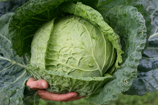 As I recently learned, there is a summer and winter variation of cabbage. I made this particular slaw with winter cabbage, but they both work.