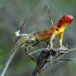 Lava Lizard