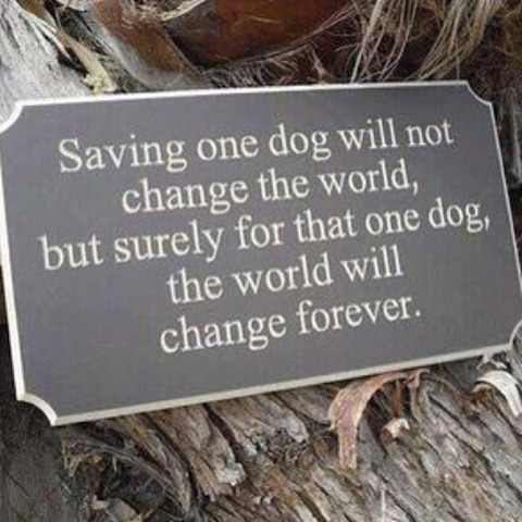 saving one dog