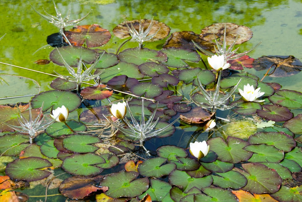 Lilies