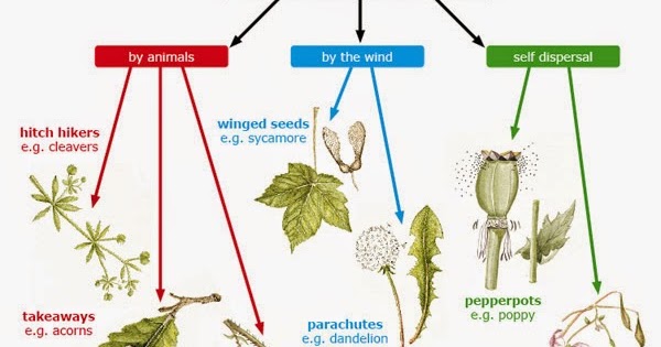 Mimosa Philophyta: Dispersal Of Fruit And Seed