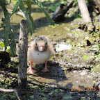 DSCN9502.JPG