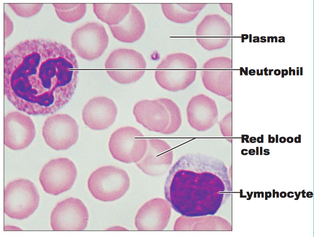 [lymphocytes%2520and%2520erythrocytes%255B7%255D.png]