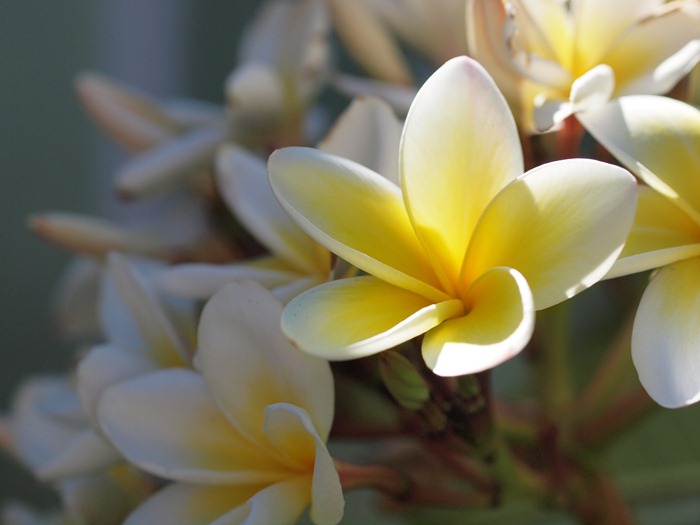 frangipani        