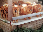 Do you think that they are all related?  And how would a Frenchie survive there?