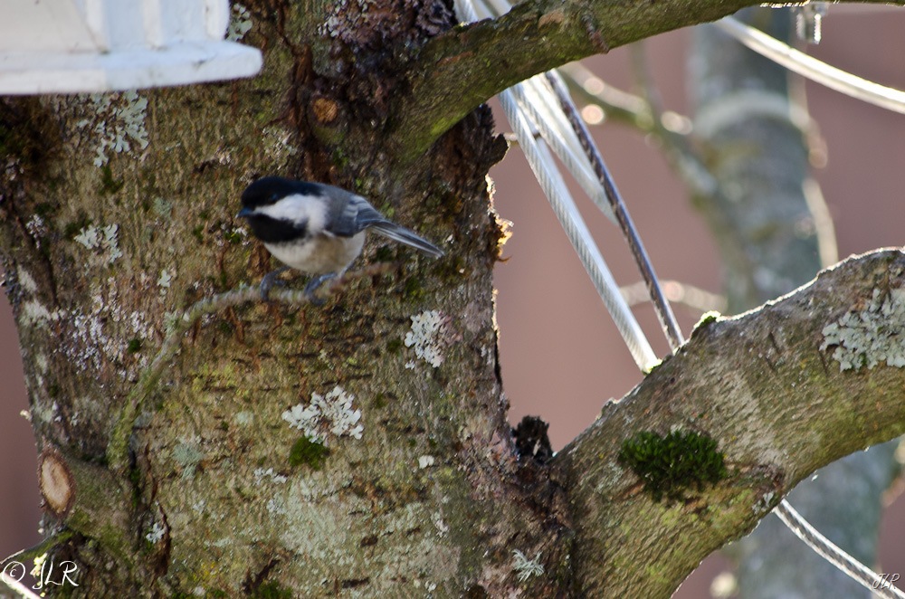 [BC%2520Chickadee-3063%255B3%255D.jpg]