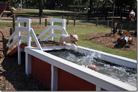 southern belle farm 100611 (56)
