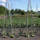 Volkstuin Zomer 2010 Volkstuin Zomer 2010