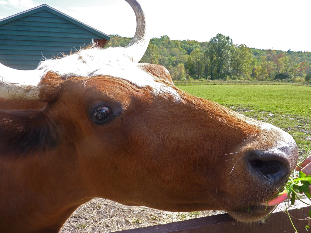 [cow2%255B11%255D.jpg]