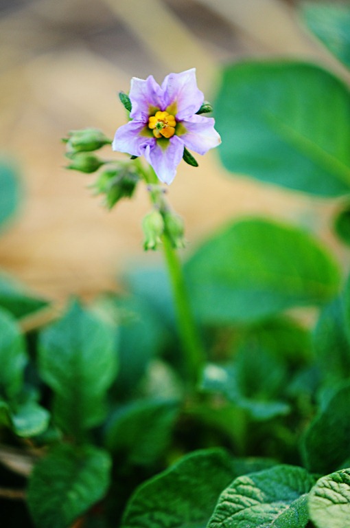[potato-flower5.jpg]
