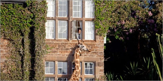 giraffe_hotel3_monllar