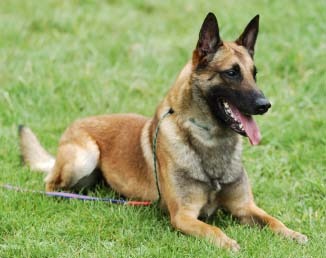 [Pastor%2520Belga%2520Malinois%255B3%255D.jpg]