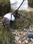 There's always a ton of seaweed on the beaches in Maine and Francesca loves sniffing it.  It's very salty and kind of fishy smelling.