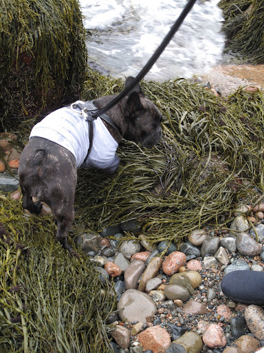 There's always a ton of seaweed on the beaches in Maine and Francesca loves sniffing it.  It's very salty and kind of fishy smelling.