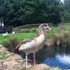 Egyptian goose