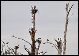 Nature - Great Blue Heron Rookery